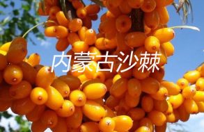 沙棘果饮